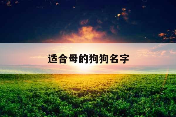 适合母的狗狗名字