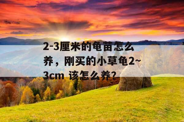 2-3厘米的龟苗怎么养,刚买的小草龟2~3cm 该怎么养?