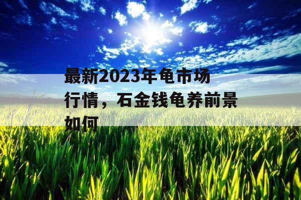 最新2023年龟市场行情，石金钱龟养前景如何