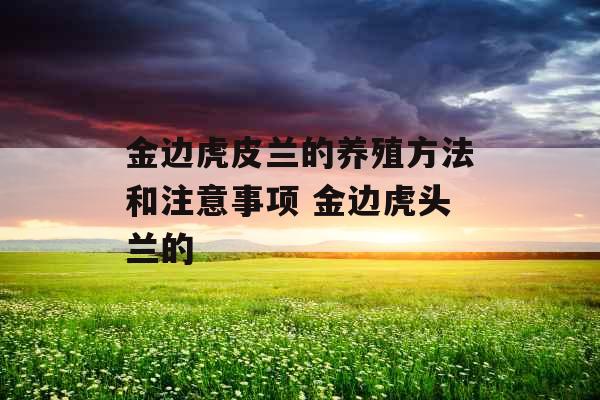金边虎皮兰的养殖方法和注意事项 金边虎头兰的