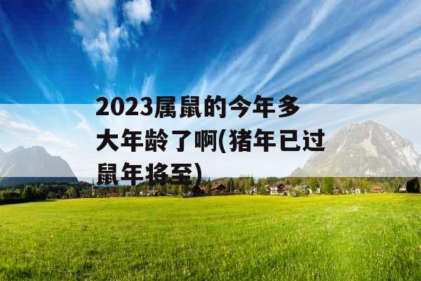 2023属鼠的今年多大年龄了啊(猪年已过鼠年将至)