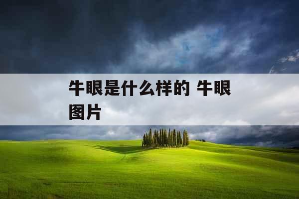 牛眼是什么样的 牛眼图片