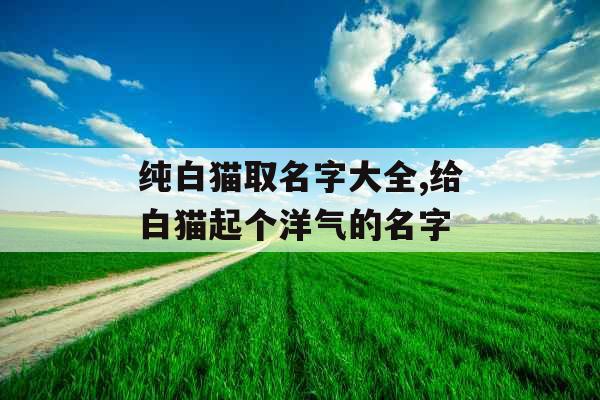 纯白猫取名字大全,给白猫起个洋气的名字