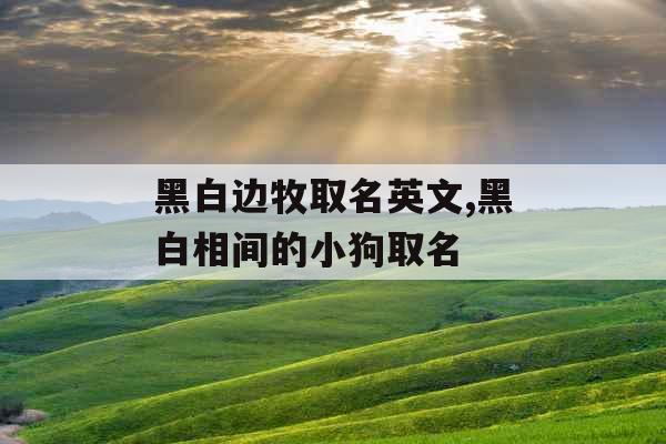 黑白边牧取名英文,黑白相间的小狗取名