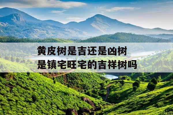 黄皮树是吉还是凶树 是镇宅旺宅的吉祥树吗