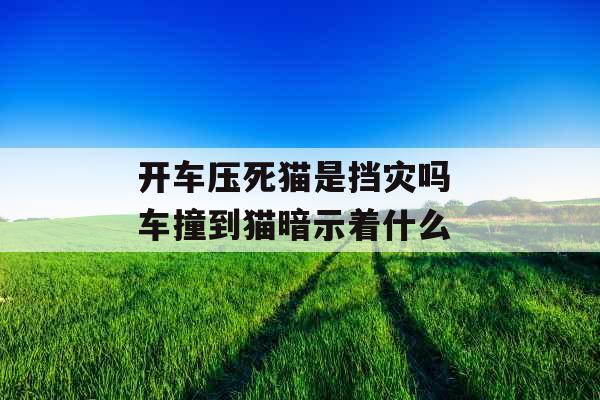 开车压死猫是挡灾吗 车撞到猫暗示着什么