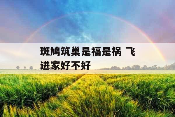 斑鸠筑巢是福是祸 飞进家好不好 斑鸠筑巢是福是祸 飞进家好不好