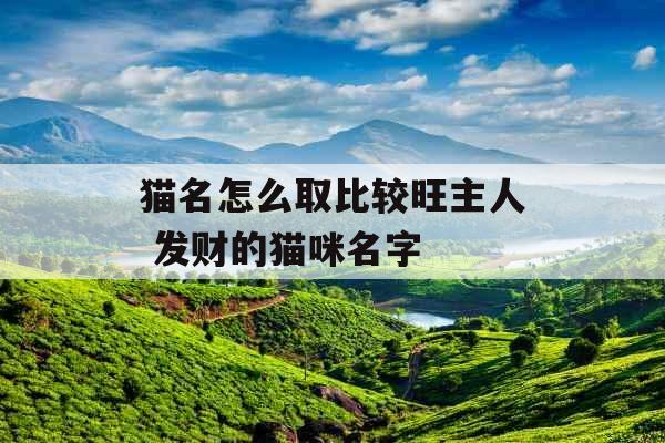 猫名怎么取比较旺主人 发财的猫咪名字