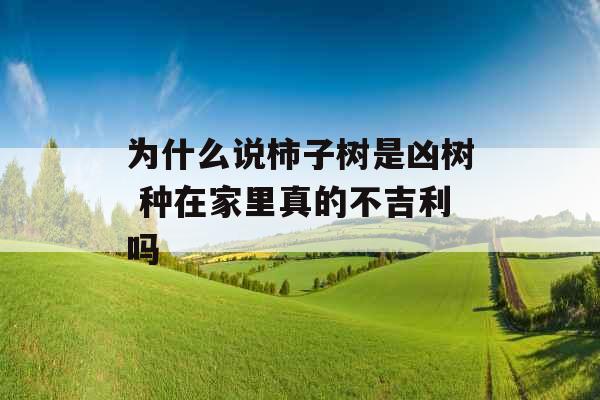 为什么说柿子树是凶树 种在家里真的不吉利吗