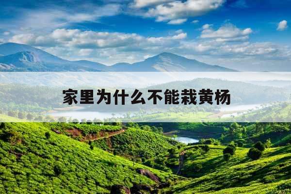 家里为什么不能栽黄杨