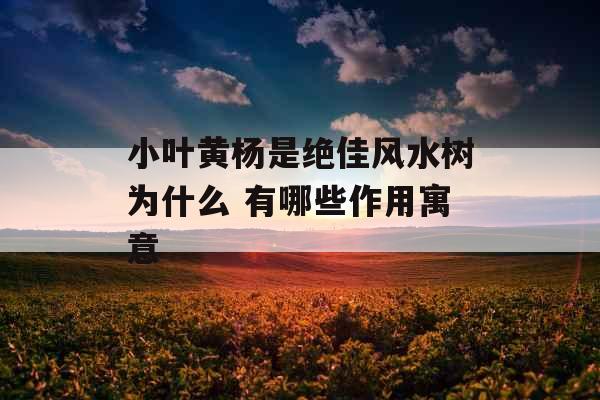 小叶黄杨是绝佳风水树为什么 有哪些作用寓意 小叶黄杨是绝佳风水树为什么 有哪些作用寓意