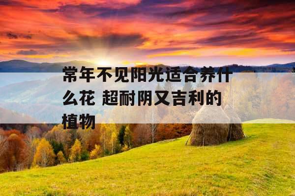 常年不见阳光适合养什么花 超耐阴又吉利的植物