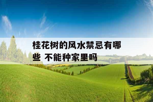 桂花树的风水禁忌有哪些 不能种家里吗 桂花树的风水禁忌有哪些 不能种家里吗