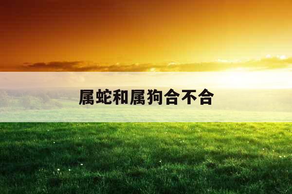 属蛇和属狗合不合