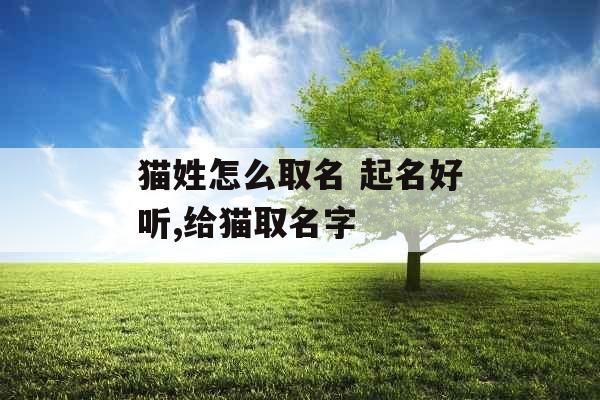 猫姓怎么取名 起名好听,给猫取名字