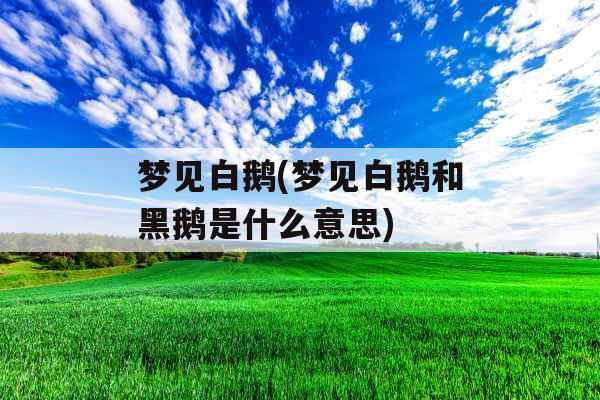 梦见白鹅(梦见白鹅和黑鹅是什么意思)