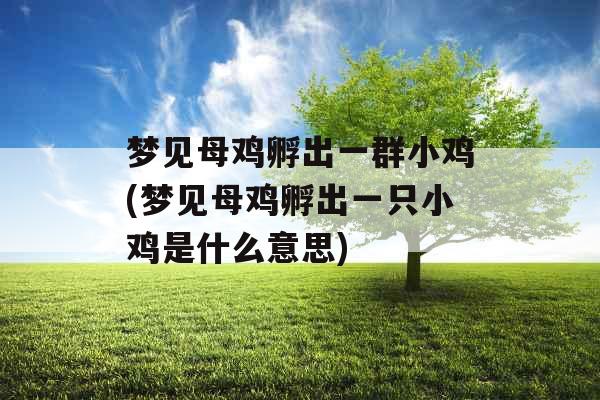 梦见母鸡孵出一群小鸡(梦见母鸡孵出一只小鸡是什么意思)