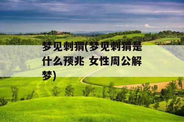 梦见刺猬(梦见刺猬是什么预兆 女性周公解梦)