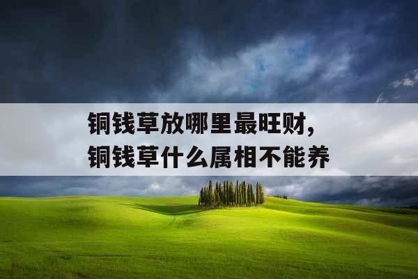 铜钱草放哪里最旺财,铜钱草什么属相不能养