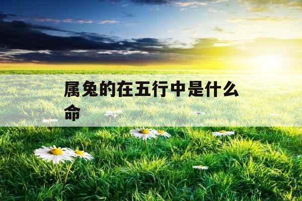 属兔的在五行中是什么命