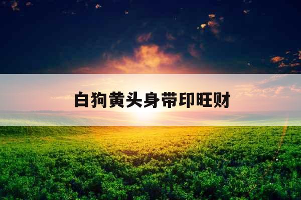 白狗黄头身带印旺财 白狗黄头身带印旺财