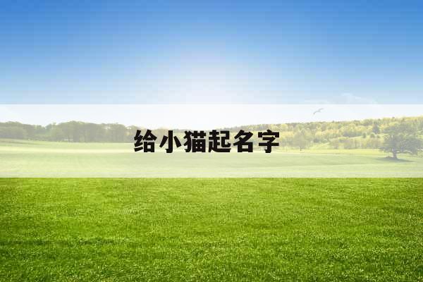 给小猫起名字 