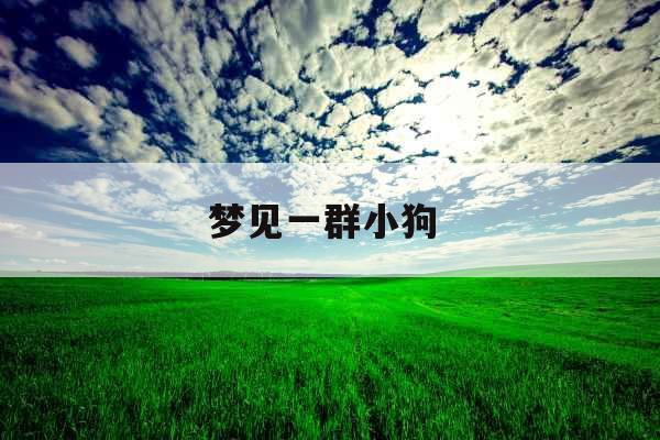 梦见一群小狗 