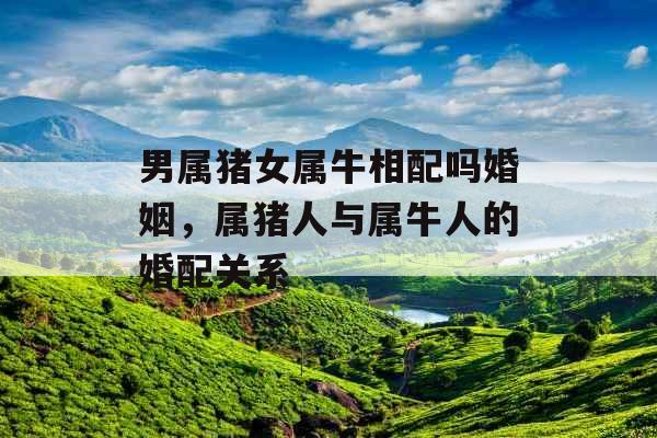 男属猪女属牛相配吗婚姻，属猪人与属牛人的婚配关系