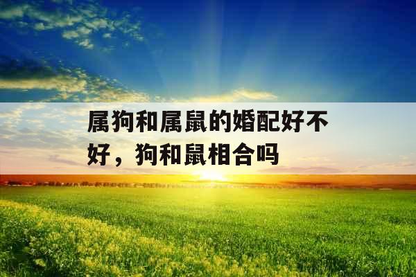 属狗和属鼠的婚配好不好，狗和鼠相合吗