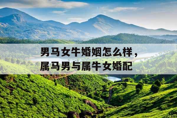 男马女牛婚姻怎么样，属马男与属牛女婚配