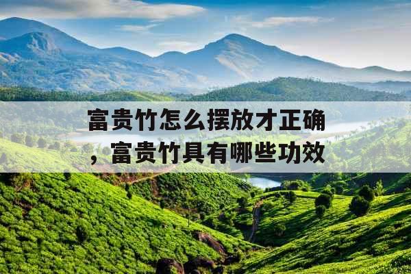 富贵竹怎么摆放才正确，富贵竹具有哪些功效