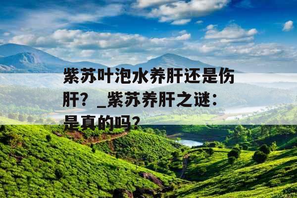 紫苏叶泡水养肝还是伤肝？_紫苏养肝之谜：是真的吗？