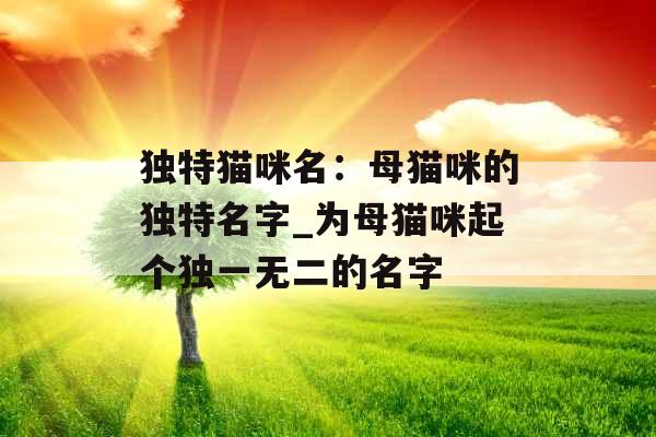 独特猫咪名：母猫咪的独特名字_为母猫咪起个独一无二的名字